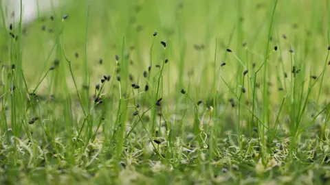 Shaun Whitmore A close up of green seedlings growing inside a vertical farm