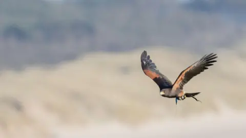 Jesse Wilkinson/Candida Meyrick Bird, seen in the right of the shot is soaring over Irish Sea sand dunes on Anglesey. Her wings are splayed, and her individual feathers can be seen