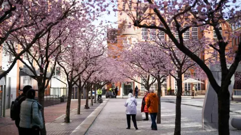 PA Media Blossom trees in Birmingham