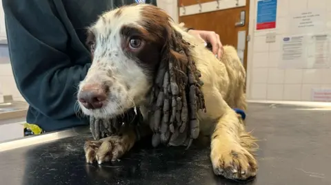 A white and brown springer spaniel. It's ears, which are long, floppy and should be fluffy, appear to have a solid grey coating from such severe matting.