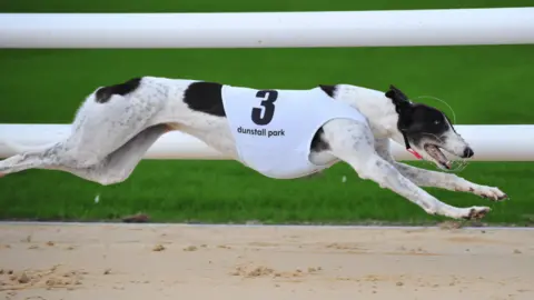 ARC A white and black greyhound is mid-race and outstretched with all paws off the ground. It has a white bib on which says Dunstall Park and the number 3 on it. It has protective wiring on its head.