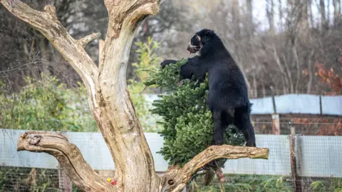 Noah's Ark Zoo Farm A large black Andean bear plays with and nibbles a recycled Christmas tree, which has been propped up the branches of a stripped-back tree. The bear has its tongue out and is standing on a branch. The fence of its enclosure can be seen in the background, along with lots of bare trees. 