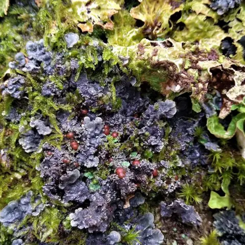 Alliance for Scotland’s Rainforest Atlantic felt lichen