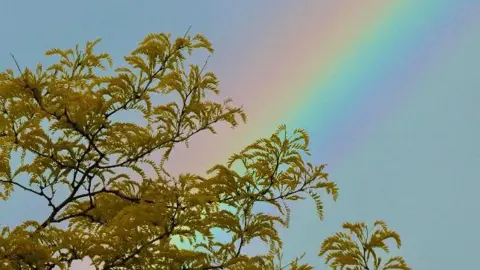 Susy and Dafydd/BBC A rainbow behind leaves of a tree