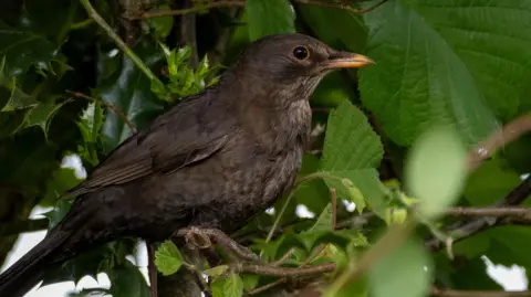 A brown nightingale on a branch in a tree, looking to the right-hand side of the frame. 