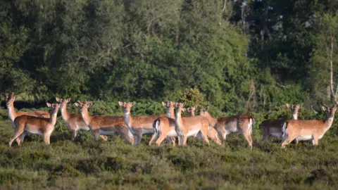 Sheppy A herd of 11 deer in a field looking at the camera.