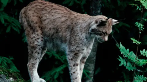 Getty Images European lynx