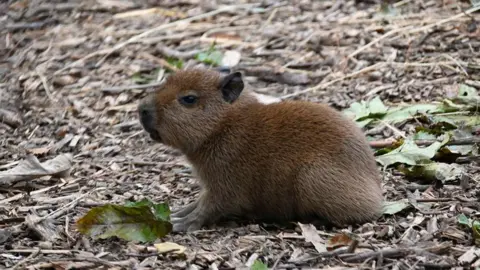 Wingham Wildlife Park A capybara is pictured side-on, and is crouched on the ground with leaves and twigs around it.