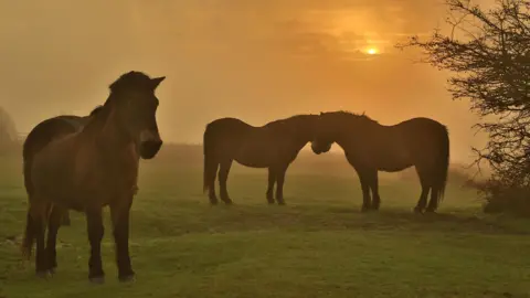 Weather Watchers/Cloud9Weather Three horses are grazing on a field as the sun comes up behind them. Two of the horses have their heads close together.