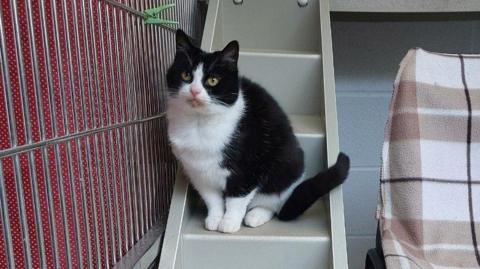 Sarina the cat at the rehoming centre perched on some little cat steps
