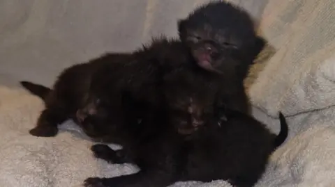 Animals In Need - Weymouth Three very small black kittens in a pile on a white towel.