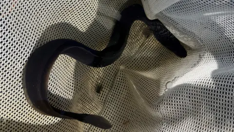 A long dark eel inside a white net.