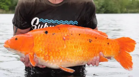 Contributed A close up of the orange coloured fish. It is held in Mr Riggey's hands while he stands in a lake.