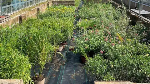 Eden Project Two rows of green plants in a nursery garden