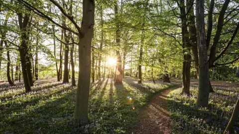 A low sun shining through the trees in a forest. There are bluebells on the ground underneath the trees.
