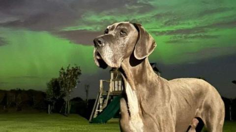 a jowly dog in front of the Northern Lights