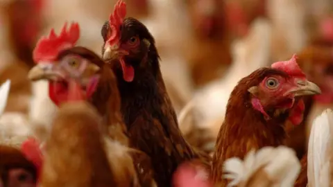 PA Media A number of chickens, three can be seen clearly, others are blurred. They are brown in colour with red features on their face. They are all looking in different directions. 