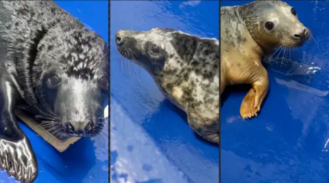 Three seals on a blue background with their heads and upper torsos.