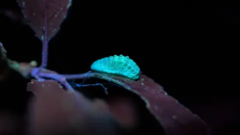 A blue glow in the dark caterpillar.