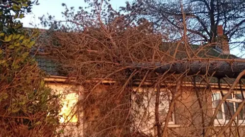 DOUGLAS COUNCIL A large dead tree leaning against the the roof of a bungalow.
