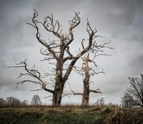 David Pechey A pair of dead trees stand with their bare branches pointing towards the sky