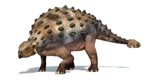 Getty Brown skinned dinosaur against a white background. It's head to the left of the frame looks a little like a tortoise with a beak. It's back and tail has a layer of armour dotted with small black protrusions
