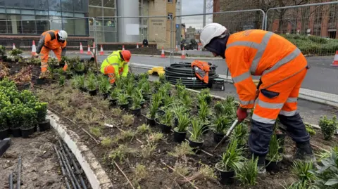 Council workmen in hi-vis jackets planting dozens of trees and shrubs on the Bus Boulevard with offices and a road in the background