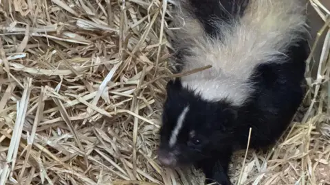 Emily Tilbrook Buddy, a black and white skunk in his house on a bed of straw.