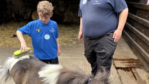 A young school child dressed in blue uniform brushing a small shetland pony.