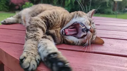 Georgeta A yawning tabby cat is laid out on a red painted round outdoor table in a garden with its mouth wide and eyes shut