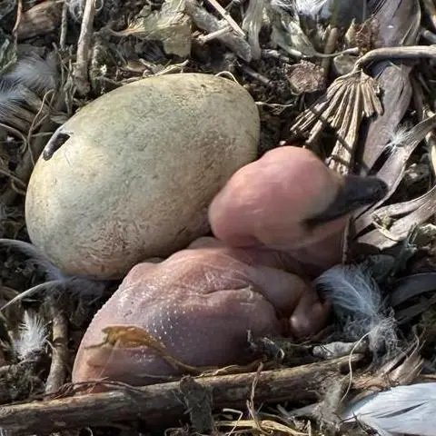 Emma Rigby / Sharon Donovan An egg, and a newly born, featherless pelican chick sitting next to it