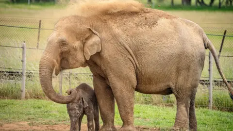 Chris Ballard A large adult elephant stands protectively beside a young elephant calf in a grassy enclosure. The adult elephant is tossing a cloud of dirt or sand over its back, a common behaviour that helps cool the body and protects the skin from insects and the sun.
