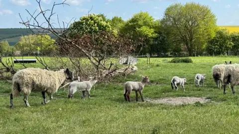 BBC Weather Watchers/Jo C Sheep and small lambs scuttle over a green field. There are trees in the distance and a bright blue sky.
