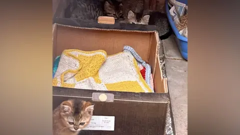 Wings and Paws Rescue A kitten in front of a box which has a yellow and white blanket in. Two kittens are behind the box. 