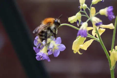 BBC Weather Watchers/Worcester Walker An insect with wings sits on several purple flowers on the end of a green stalk.