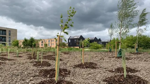Rows of young trees, each with a wooden support and nettings, planted up in gravel. In the distance can be seen modern housing. 