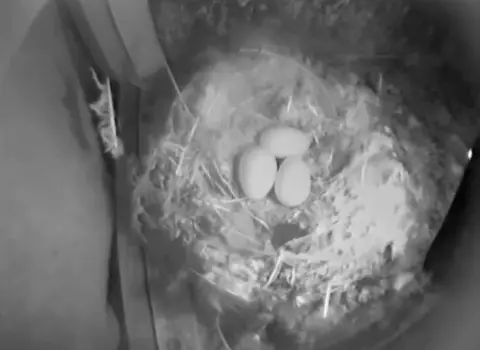 Oxford Museum of Natural History Eggs on a nest up the tower this May taken through the museum's live camera
