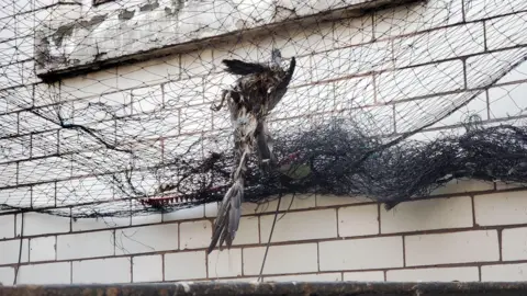 Kevin Newell Remains of a pigeon tangled in netting at the Mercure Hotel in Nottingham