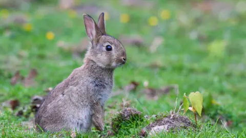 A picture of a grey rabbit sat in a field 