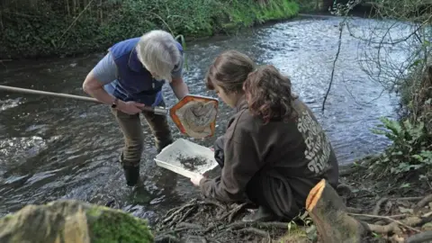 Cardiff University researchers sampling water at Roath Brook in the Welsh capital. Professor Steve Ormerod stands in the water with a net in his hand while Molly Hadley is on the riverbank holding a small white tray.
