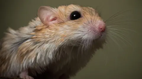 A close-up of a brown and white gerbil