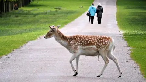 David Dixon/Geograph White spotted fallow deer crossing a paved drive at Dunham Massey. Two women walk down a long driveway which lined on both sides by grass.