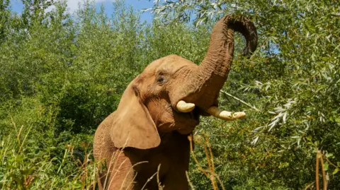 Noah's Ark Zoo Farm An elephant - surrounded by lush vegetation - is reaching up to grab leaves with its trunk. There is a blue sky in the background