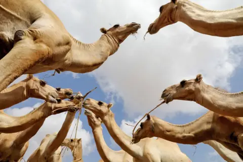 Feisal Omar / Reuters A group of camels pictured from below chew animal feed in Mogadishu, Somalia - Friday 31 October 2025.