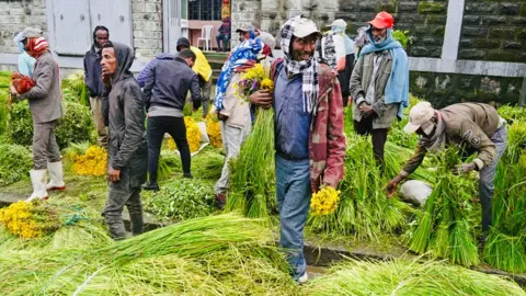 इथिओपिया de डिस अब्बा मधील बाजारात अमेनिसा आयएफए/बीबीसी विक्रेते लांब गवत आणि पिवळ्या फुलांची विक्री करतात - बुधवार 10 सप्टेंबर