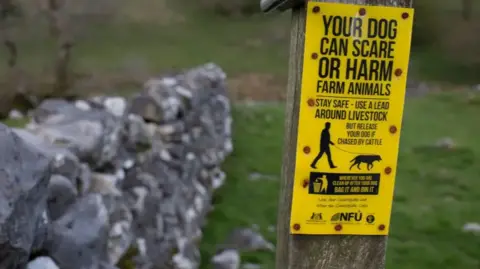 Getty Images A yellow sign on a wooden post with black text asking people to put their dogs on a lead around livestock, but release it if chased by cattle. The sign has the National Farmers' Union logo. There is a stone wall and grass in the background.