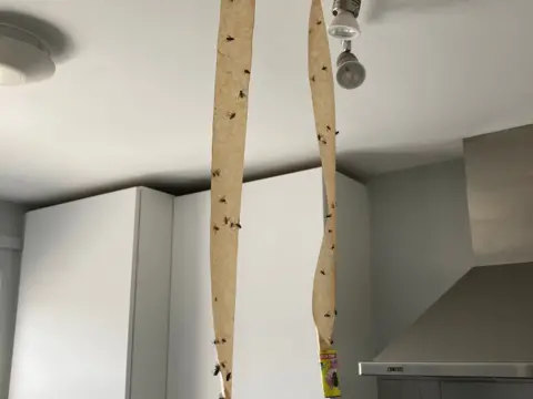 Sticky tape hanging from a white ceiling of a kitchen. The tape is covered in flies.