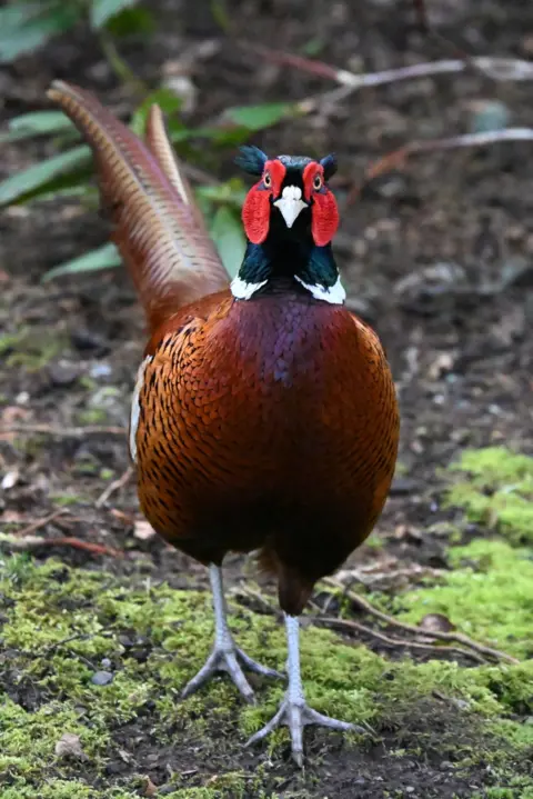 Douglas Roy A brightly coloured pheasant standing on mossy ground, facing the camera. It has a deep red and brown body, iridescent green head, and large red facial wattles.