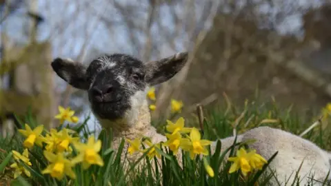 BBC Weather Watcher/Ruthy A lamb nestled in grass and daffodils in Nantmel, Powys in Wales