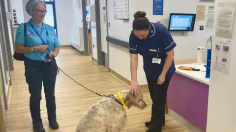 BBC An English setter dog wearing a yellow necktie sits in the hallway of a hospital. The dog's lead is held by a woman wearing a blue polo shirt with logos, dark jeans, glasses and short grey hair. The dog is being stroked by a woman in a navy nurse's uniform with dark hair tied in a bun. The walls are cream with a purple reception desk and the flooring is a light wood laminate. Screens, whiteboards and hand sanitiser dispensers are attached to the walls.